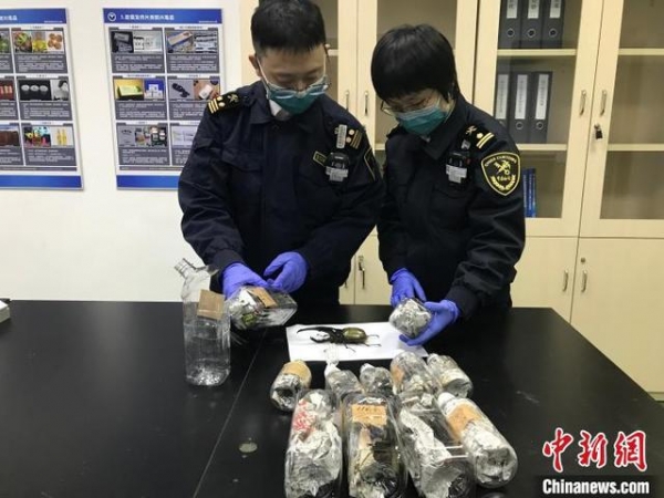 小邮包里藏“异宠”广州海关查获12只活体长戟犀金龟-1.jpg