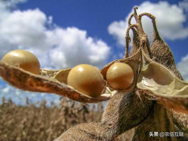 海关：2020年进口大豆总量超1亿吨，为何我国采购高价美豆？-1.jpg