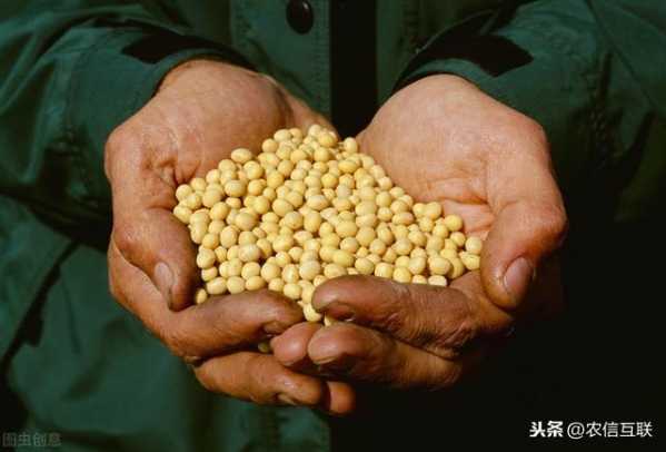 海关：2020年进口大豆总量超1亿吨，为何我国采购高价美豆？-3.jpg