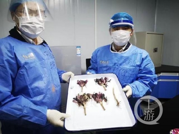 拦截“法师”入境?！重庆邮局海关查获5株夹藏邮寄多肉植物-1.jpg