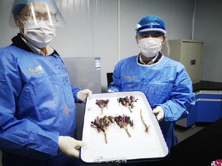 进境邮件里暗藏“多肉”海关提醒：非法进境风险高-1.jpg