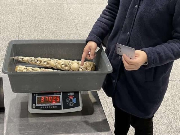 首都机场海关：打击象牙走私 斩断濒危物种及制品走私链条-2.jpg