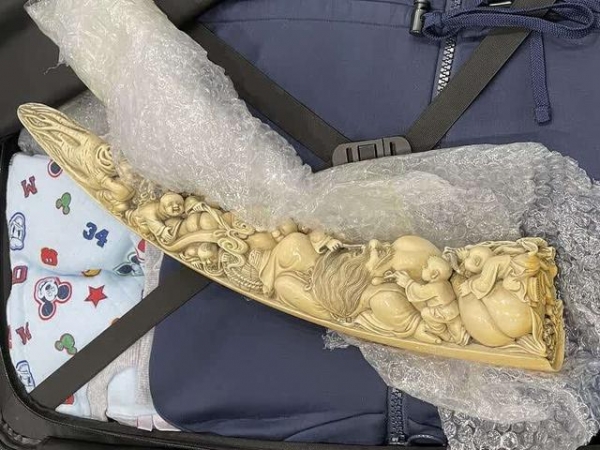 首都机场海关：打击象牙走私 斩断濒危物种及制品走私链条-3.jpg