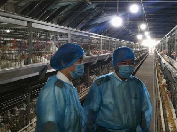 鞍山海关：优化全流程服务 助力鸡肉出口香港-2.jpg