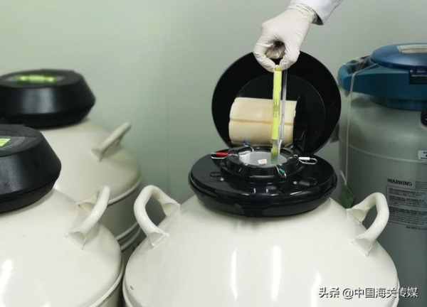 活体奶牛运输成本高、检疫工作繁琐，进口奶牛胚胎或成优解-1.jpg