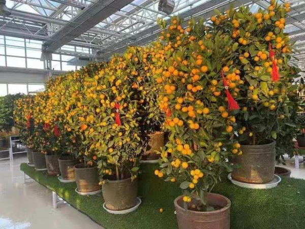 传统年 在新区——送春联 订年画 逛花市-8.jpg