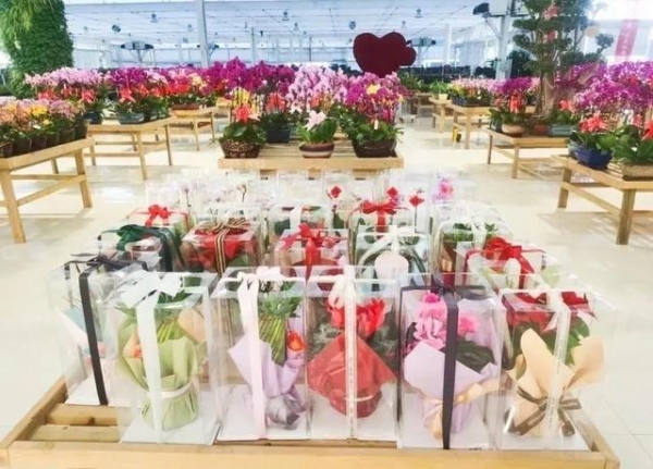 传统年 在新区——送春联 订年画 逛花市-9.jpg