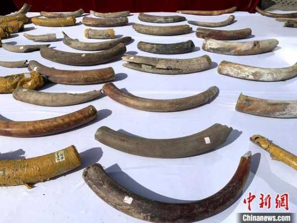 福州海关向福建省自然资源厅移交67件猛犸象牙化石-1.jpg