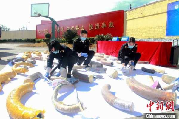 福州海关向福建省自然资源厅移交67件猛犸象牙化石-3.jpg