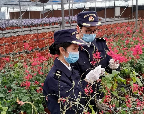 内地年花扮靓澳门，两地合作新模式下首批年花快速通关-1.jpg