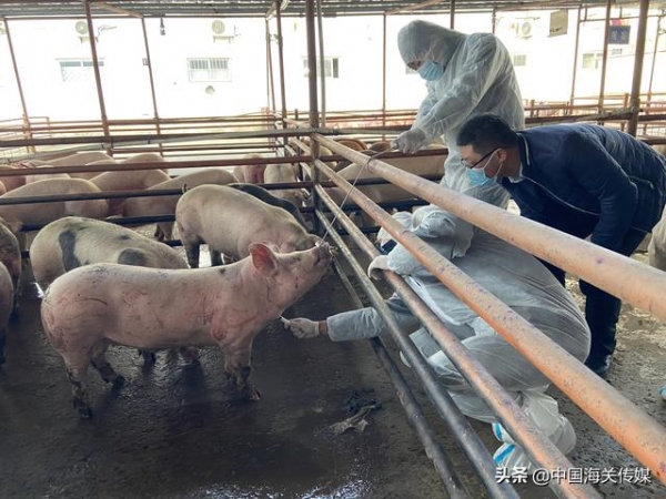 进境猪猪有“新家”，45天隔离检疫保安全-1.jpg