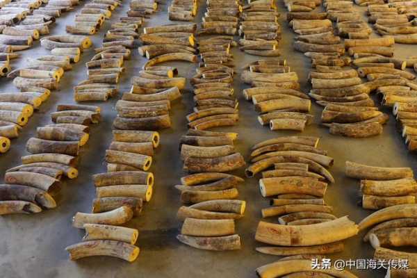 现场直击！“8.28”特大非法收购、运输珍贵动物制品案判了-5.jpg