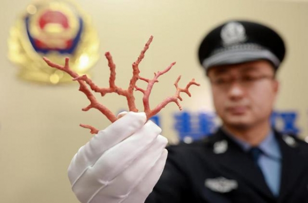 拱北海关破获“水客”团伙走私红珊瑚进境案-2.jpg