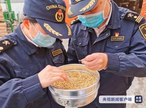 海关去年截获检疫性有害生物6.95万次-2.jpg