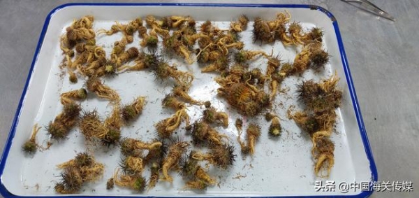 128株多肉入境，为何遭立案处理？-2.jpg