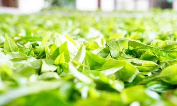 环球观茶 | 斯里兰卡2020年茶叶生产、进出口数据分析-1.jpg
