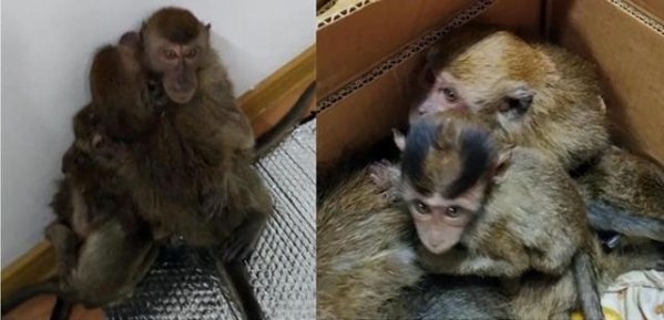 猎鹰和猴子—乌兹别克斯坦海关曾查获哪些走私物品？-4.jpg