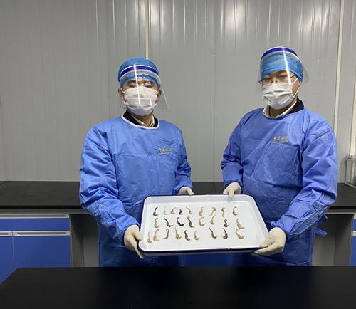 26只濒危海马被重庆海关截获，注意！珍稀野生动植物千万别带入境-1.jpg