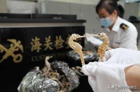 案值85.96亿元！拱北海关2020年查办各类走私违法案件9000余起-2.jpg