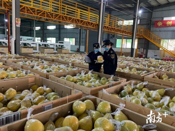 服务“不打烊”！春节期间梅州海关全力护航企业进出口-2.jpg