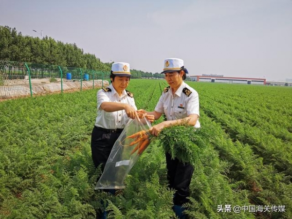 48吨胡萝卜出口韩国-1.jpg