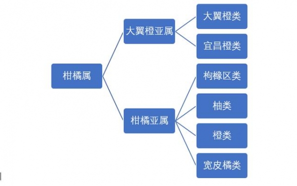 解读 | 一文读懂柑橘属水果出口-5.jpg