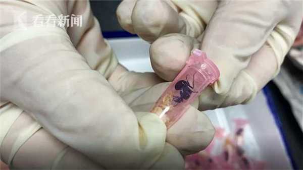 海外包裹影像异常！上海邮局海关查获406只活体蚂蚁-2.jpg