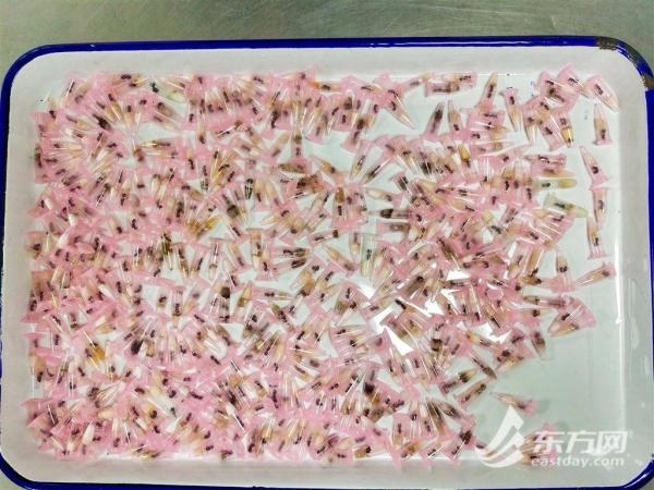 密恐慎入！上海邮局海关从进境包裹中查获活体蚂蚁406只-2.jpg