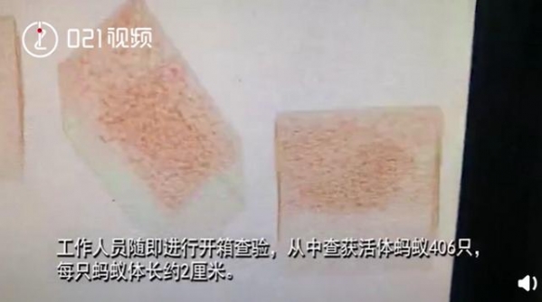 上海海关查获406只活体蚂蚁，每只都单独放置管中，网友：有何居心-1.jpg