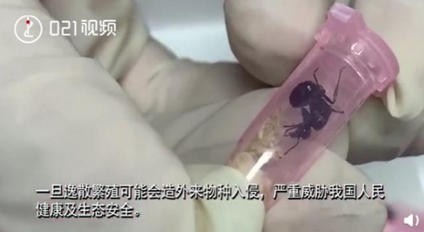 上海海关查获406只活体蚂蚁，每只都单独放置管中，网友：有何居心-3.jpg