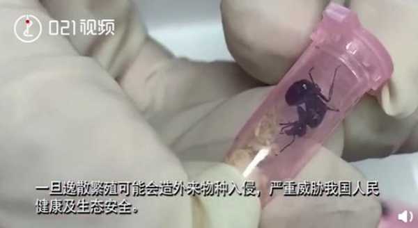 上海海关查获406只活体蚂蚁，每只都单独放置管中，网友：有何居心-3.jpg