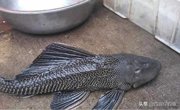 上海海关查获406只活体蚂蚁，入侵物种危害有多大，看看清道夫-4.jpg
