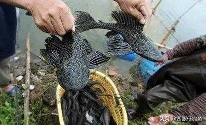 上海海关查获406只活体蚂蚁，入侵物种危害有多大，看看清道夫-5.jpg