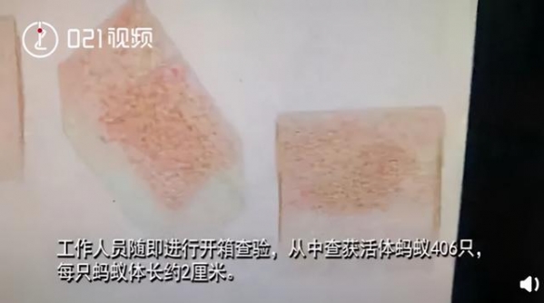看完头皮发麻！上海海关查获406只活体蚂蚁！这也能当宠物养？-2.jpg