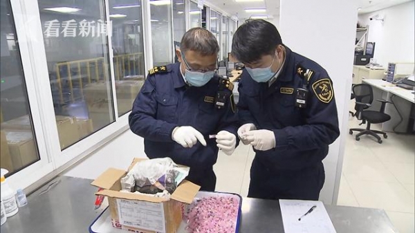 惊现巨型蚂蚁！上海海关截获一批外来入侵物种-1.jpg