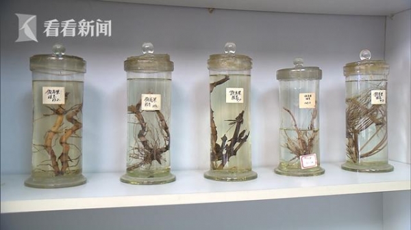 惊现巨型蚂蚁！上海海关截获一批外来入侵物种-4.jpg