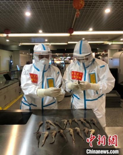 成都海关在入境旅客行李中查获海马干190克-1.jpg