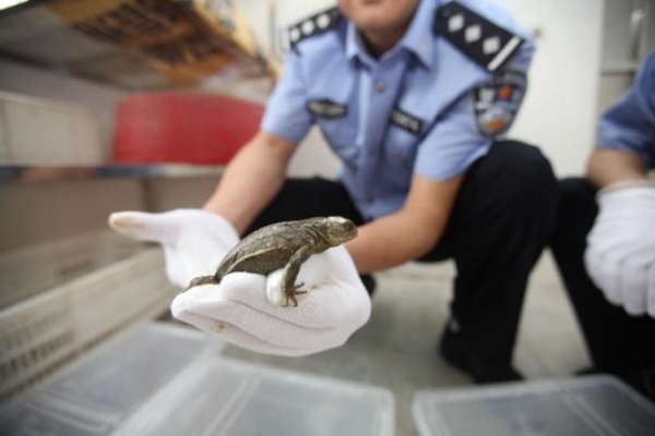 离谱！妄图带巨嘴鸟入关，广州海关严查野生动物走私-1.jpg
