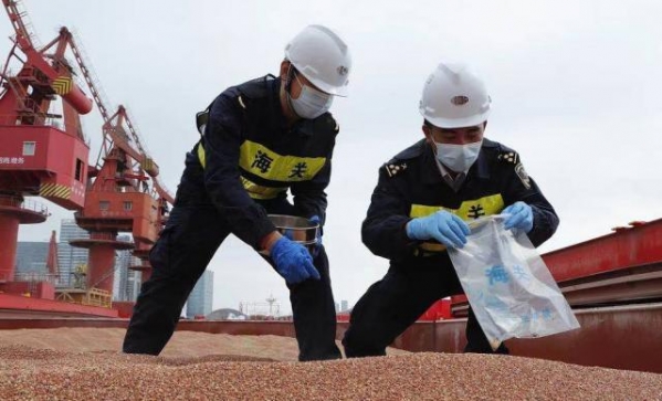 蛇口海关快速验放7万余吨进口高粱，系深圳近五年来首宗进口的大宗高粱散货-1.jpg