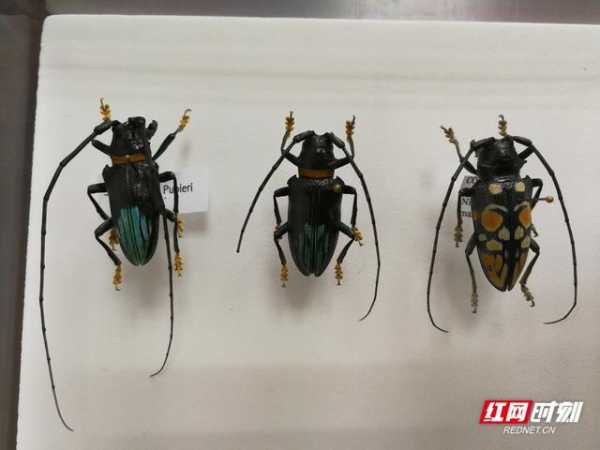 “我在国门捉虫子”长沙邮局海关截获邮寄入境天牛标本-2.jpg