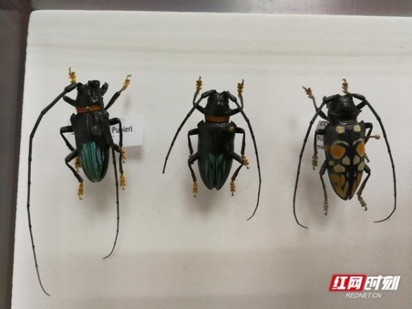 “我在国门捉虫子”长沙邮局海关截获邮寄入境天牛标本-2.jpg
