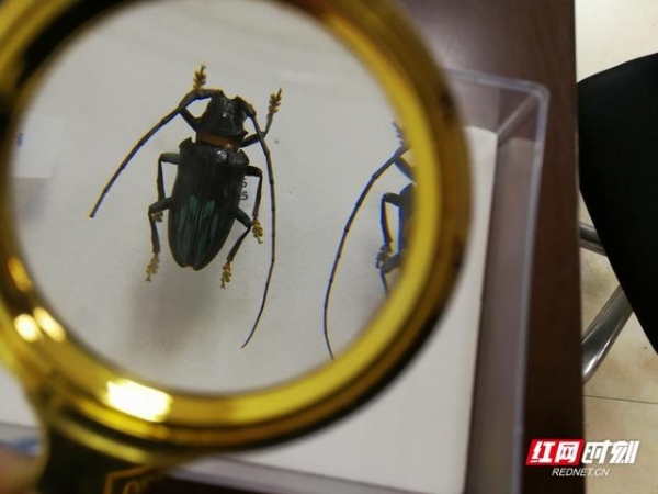 “我在国门捉虫子”长沙邮局海关截获邮寄入境天牛标本-3.jpg