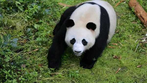这个女人将活体大熊猫走私出中国，海关登记：随身携带哈巴狗一只-2.jpg