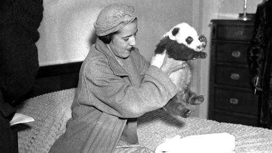 这个女人将活体大熊猫走私出中国，海关登记：随身携带哈巴狗一只-7.jpg