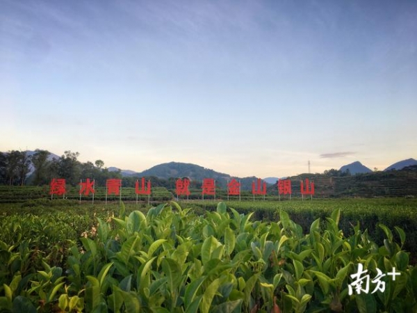 凤凰单丛入选中欧地理标志产品！海关助力茶企开拓欧盟市场-4.jpg