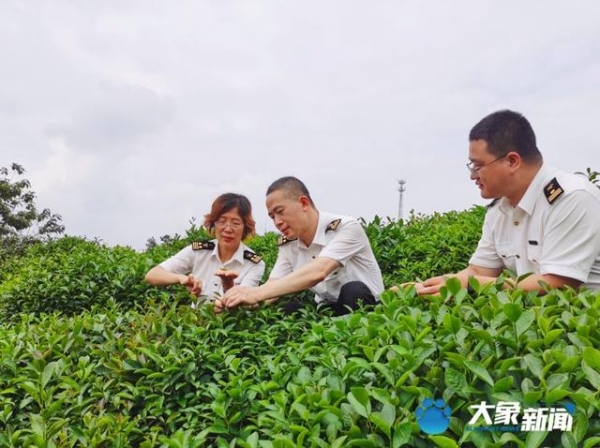 郑州海关助力！1600吨信阳绿茶运往乌兹别克斯坦-1.jpg