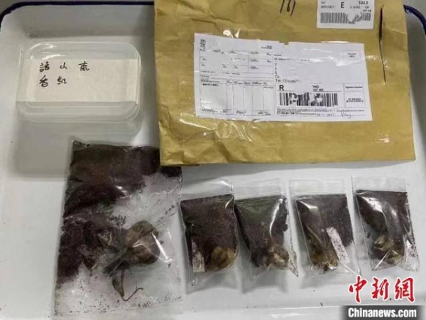“胶制玩具”秒变百合？福州海关查获93克百合球茎-2.jpg