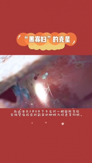 一网打尽！海关查获21只活体棕色寡妇蛛-2.jpg