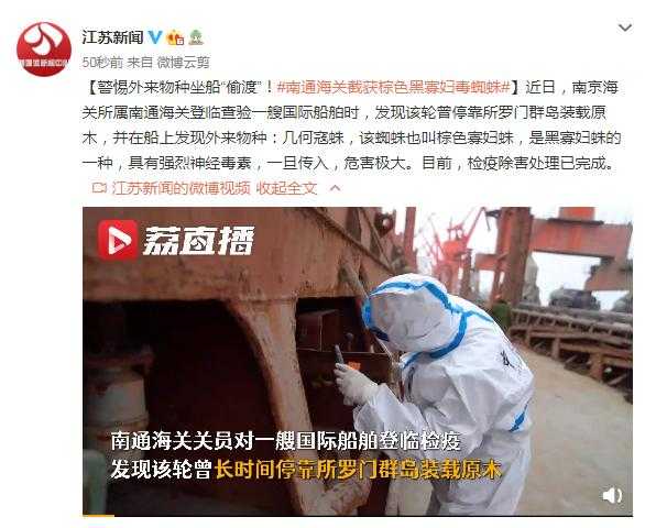 警惕外来物种坐船“偷渡”！南通海关截获棕色黑寡妇毒蜘蛛-1.jpg