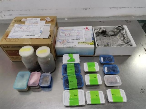 摇身一变“日用品”！北京海关在进境邮政快件中连续查获活体甲虫4批次30只-1.jpg
